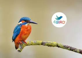 gallery_4BIRD_ with Logo_web