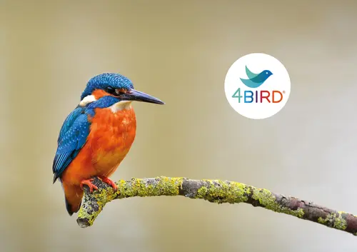 gallery_4BIRD_ with Logo_web